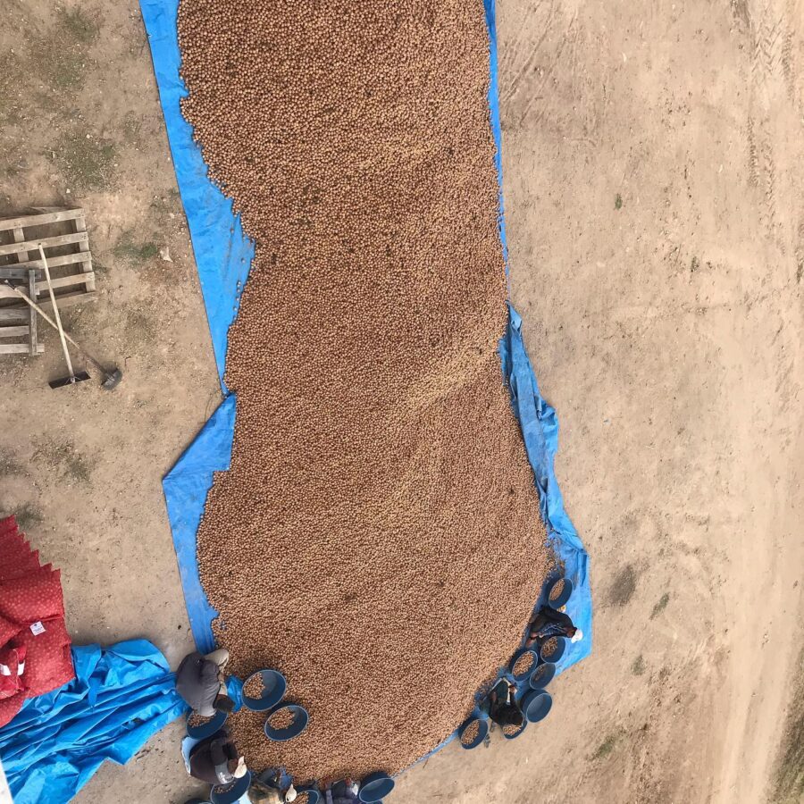 Ceviz Maraş 18 Yayla